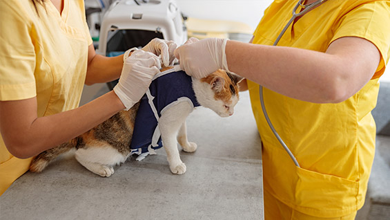 Veterinärutbildningen med högskoleprovet